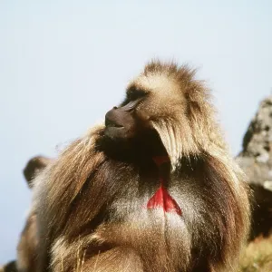 Gelada Baboon - on rocks