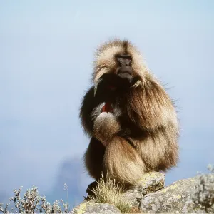 GELADA BABOON - sitting on a rock