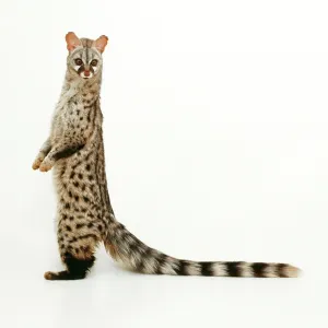 GENET