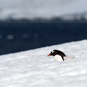 Gentoo Penguin walking in the snow