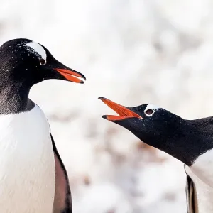 Gentoo Penguins squawking
