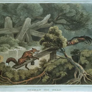 GERMAN FOX TRAP - Nineteenth Century engraving GERMAN FOX TRAP - Nineteenth Century engraving