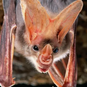 Ghost / False Vampire BAT - hanging, close-up of head Ghost / False Vampire BAT - hanging, close-up of head
