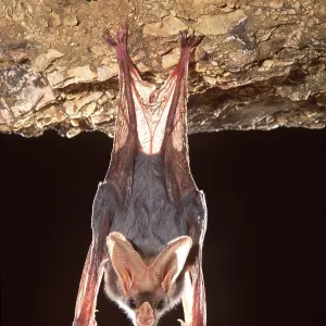 Ghost / False Vampire Bat - hanging from rock, Carnivorous Ghost / False Vampire Bat - hanging from rock, Carnivorous