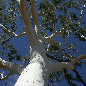 Ghost Gum - 33m tall. 300 years old