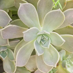 Ghost Plant, Graptopetalum paraguayense Ghost Plant, Graptopetalum paraguayense