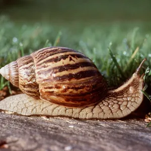 Giant African land SNAIL Giant African land SNAIL