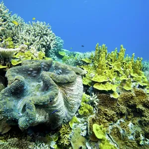 Giant clam - on reef Giant clam - on reef