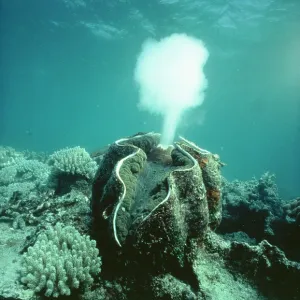 Giant Clam - spawning