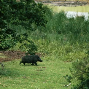 GIANT FOREST HOG GIANT FOREST HOG