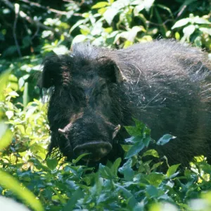 Giant Forest Hog - in vegetation Giant Forest Hog - in vegetation