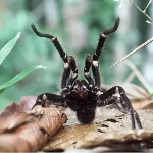 Giant / Goliath Tarantula / Bird-eating SPIDER Giant / Goliath Tarantula / Bird-eating SPIDER