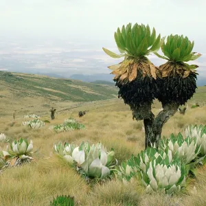 Giant Groundsel - at 13000 ft, when leaves die