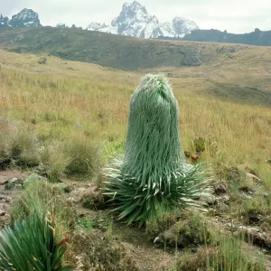 Giant Lobelia - 12-13000 ft