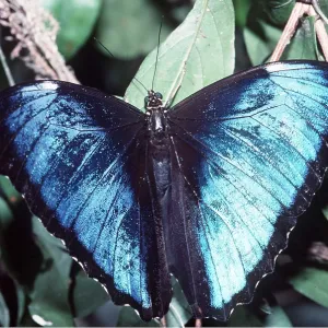 GIANT MORPHO BUTTERFLY GIANT MORPHO BUTTERFLY
