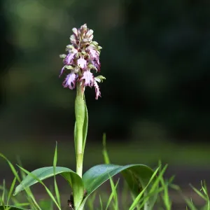 Giant Orchid Giant Orchid