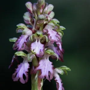 Giant Orchid Giant Orchid