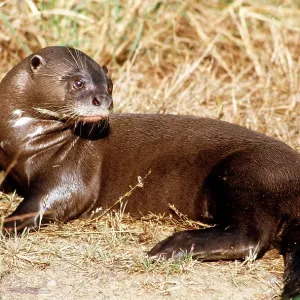 GIANT OTTER GIANT OTTER