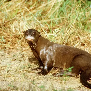 GIANT OTTER - wet, on riverbank GIANT OTTER - wet, on riverbank