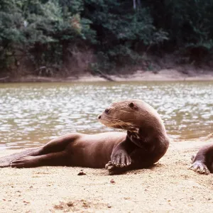 GIANT OTTER - x two lying down on riverbank GIANT OTTER - x two lying down on riverbank