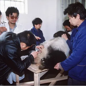 GIANT PANDA - artificial insemination GIANT PANDA - artificial insemination