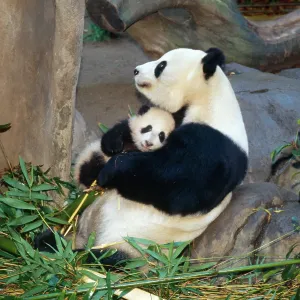 Giant Panda - female holding four month old young Giant Panda - female holding four month old young