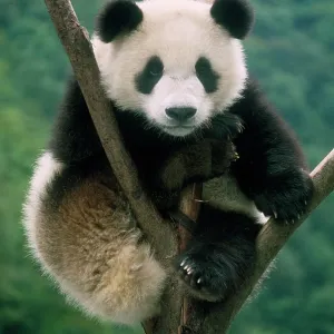 Giant Panda - juvenile sitting in tree fork Giant Panda - juvenile sitting in tree fork