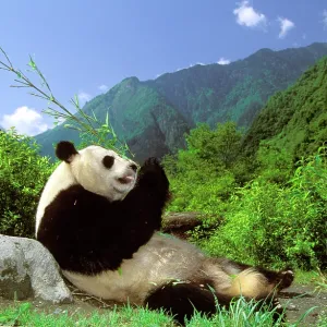 GIANT PANDA - lying on back, eating bamboo GIANT PANDA - lying on back, eating bamboo