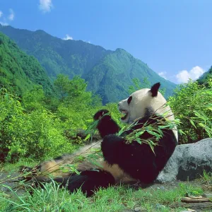 Giant Panda - Lying back feeding with mountains Giant Panda - Lying back feeding with mountains