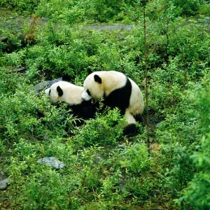 Giant Panda - mating attempt Giant Panda - mating attempt