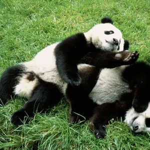 Giant Panda - two playing Giant Panda - two playing