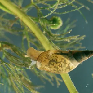 Giant Pond Snail / Giant Water Snail - Immature Giant Pond Snail / Giant Water Snail - Immature