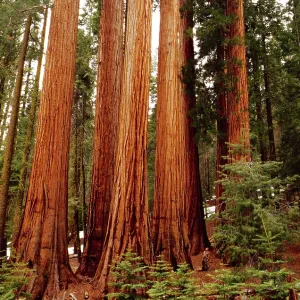 Giant SEQUOIA / Wellingtonia / Sierra Redwood Tree Giant SEQUOIA / Wellingtonia / Sierra Redwood Tree