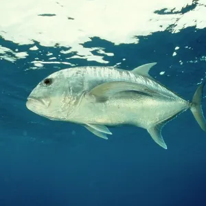 Giant Trevally Giant Trevally