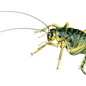 The giant weta, a type of cricket, can weigh up The giant weta, a type of cricket, can weigh up