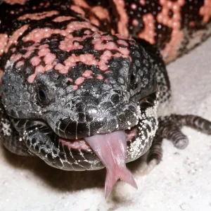 GILA MONSTER - showing fork tongue GILA MONSTER - showing fork tongue