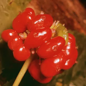 GINSENG FRUIT GINSENG FRUIT