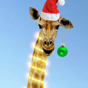 Giraffe Giraffe