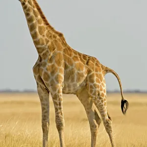 Giraffe - full body portrait Giraffe - full body portrait
