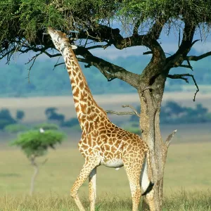 GIRAFFE - eating from Acacia tree