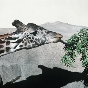 GIRAFFE - extending tongue for leaves GIRAFFE - extending tongue for leaves