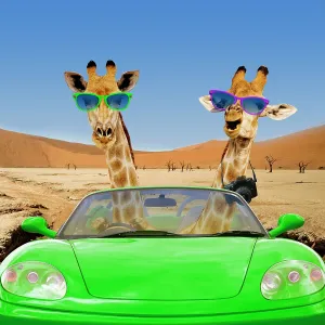 Giraffe pair driving a car on safari Giraffe pair driving a car on safari