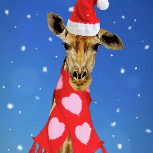 Giraffe - wearing Christmas scarf Giraffe - wearing Christmas scarf