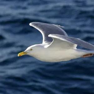 Glaucous Gull - In flight Glaucous Gull - In flight