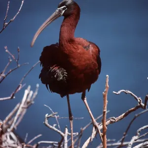 GLOSSY IBIS - in bare tree GLOSSY IBIS - in bare tree