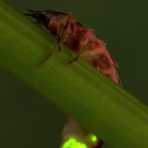 Glow Worm / Firefly - Female Glow Worm / Firefly - Female
