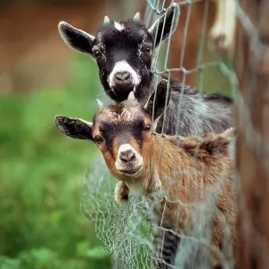 Goats - two with heads stuck though net fence Goats - two with heads stuck though net fence