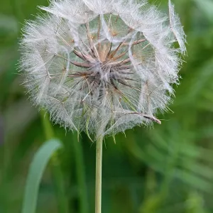 Goatsbeard - seedhead / seed clock Westhay Nature Goatsbeard - seedhead / seed clock Westhay Nature
