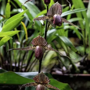 Gold of Kinabalu Orchid / Rotschild's Slipper Orchid