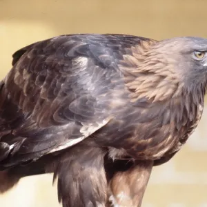 GOLDEN EAGLE - close-up GOLDEN EAGLE - close-up